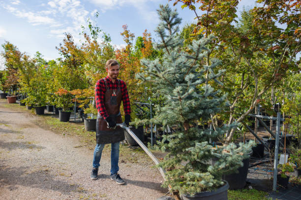 How Our Tree Care Process Works  in Kaibab Estates West, AZ